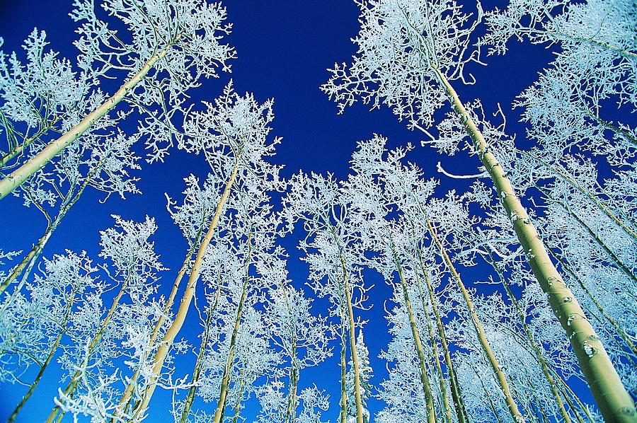 Aspen Trees, Steamboat, Colorado Photograph by Digital Vision.