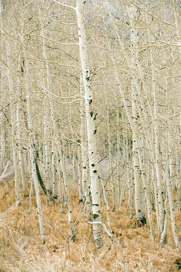 Aspen Trees, Sugarhouse Park, Salt Lake Photograph by Jupiterimages