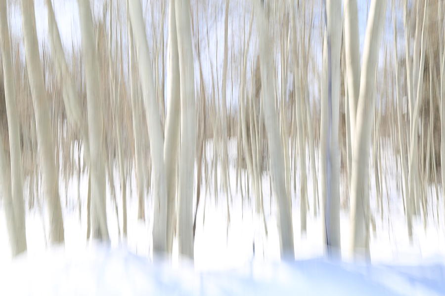 Dixie National Forest Photograph - Aspen Winter Abstract by Donna Kennedy Dixie National Forest Photograph - Aspen Winter Abstract by Donna Kennedy