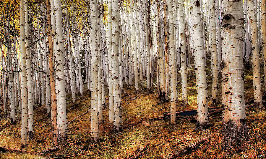 Aspen Woods Photograph by David Drost
