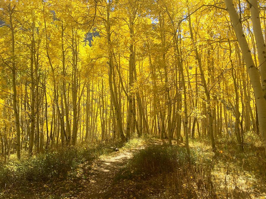 Aspen Photograph - Aspenglow by Lori J Welch Aspen Photograph - Aspenglow by Lori J Welch