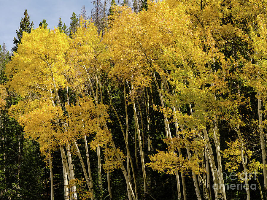 Aspens 2 Photograph by Tracy Knauer - Fine Art America