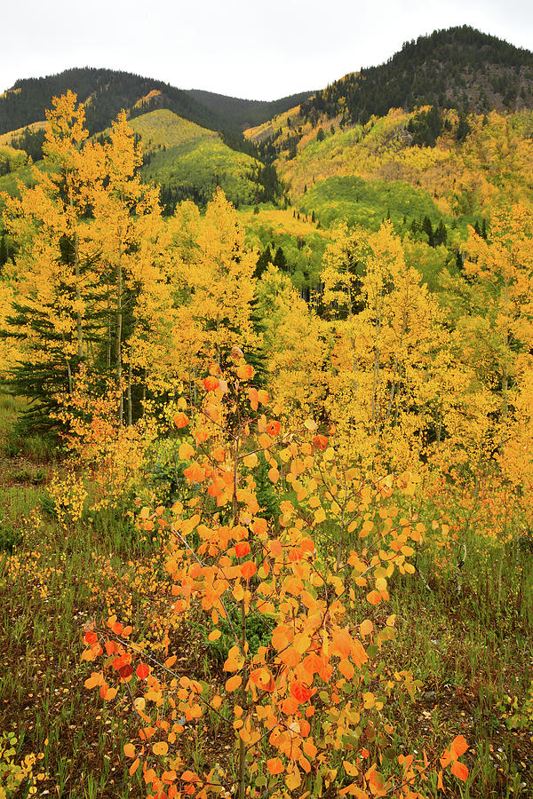 Aspens along Castle Creek Road Photograph by Ray Mathis