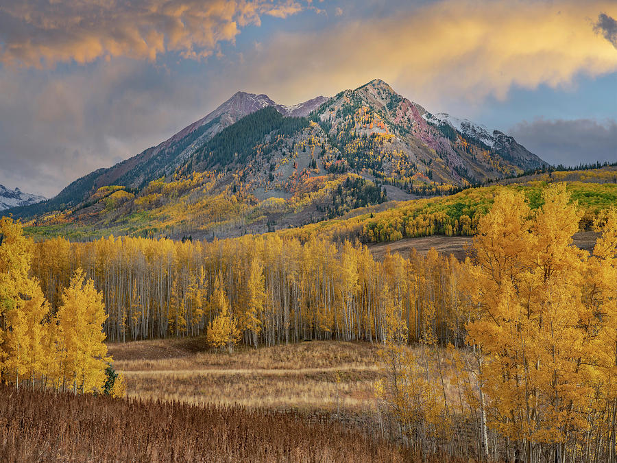 Aspens And Elk Mts In Golden Light Photograph by Tim Fitzharris