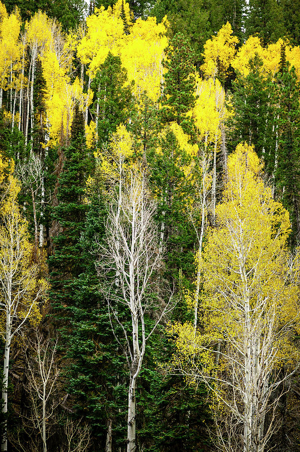 Aspens And Evergreens, North Rim, Grand Photograph by Eric R. Hinson