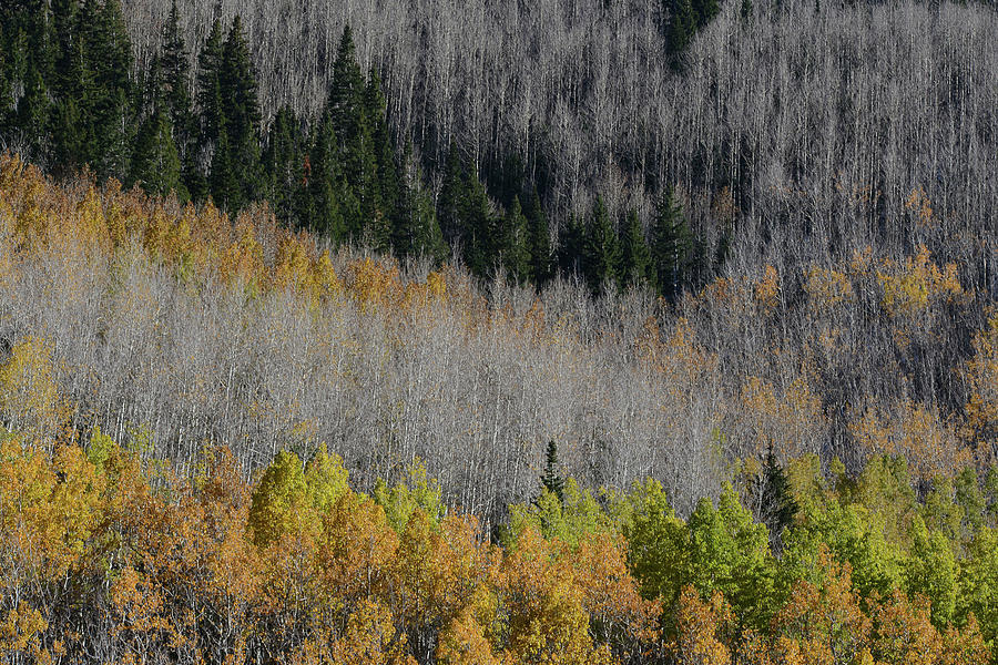 Aspens And Pines Photograph by Bill Ferris Photography