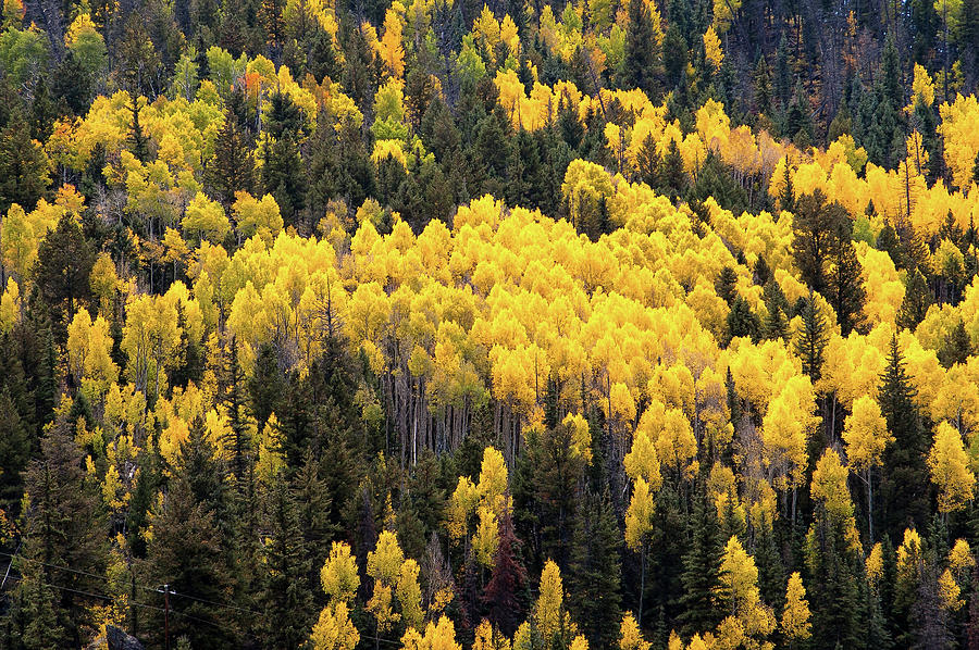 Aspens and Pines Photograph by Steve Stuller