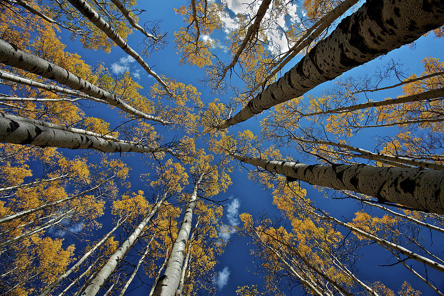 Tree Photograph - Aspens Fall by Verdon