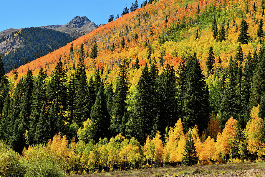 Aspens Galore near Silverton CO Photograph by Ray Mathis