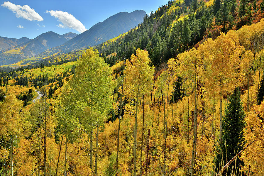 Aspens Glow along the Ascent to McClure Pass Photograph by Ray Mathis