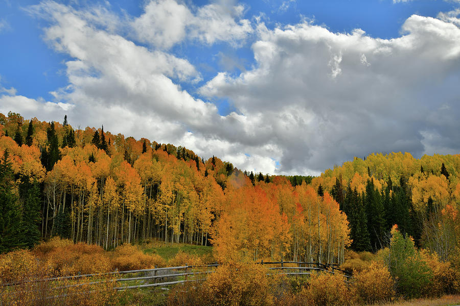 Aspens Glowing Beneath Billowing Clouds along Highway 145 Photograph by Ray Mathis
