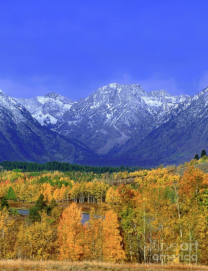 aspens in autumn grand tetons national park wyoming by Dave Welling aspens in autumn grand tetons national park wyoming by Dave Welling