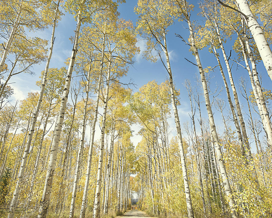 Aspens in Fall Color Photograph by Jennifer Grossnickle