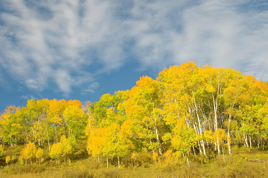 Aspens In Fall Photograph by Donovan Reese