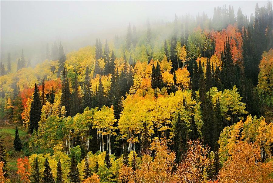 Aspens in Fog by Peter Mathios Aspens in Fog by Peter Mathios