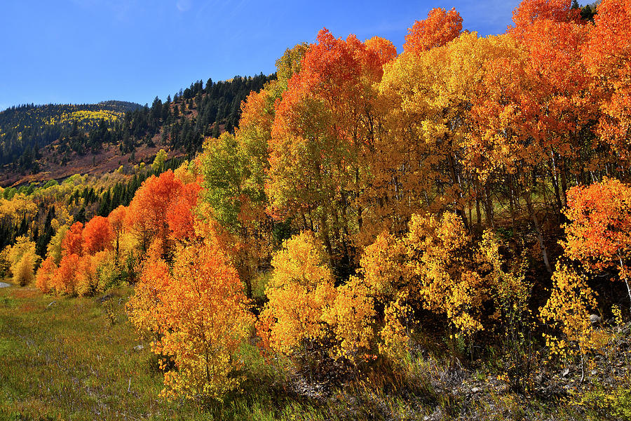 Aspens in Full Color on the Ascent to McClure Pass Photograph by Ray Mathis