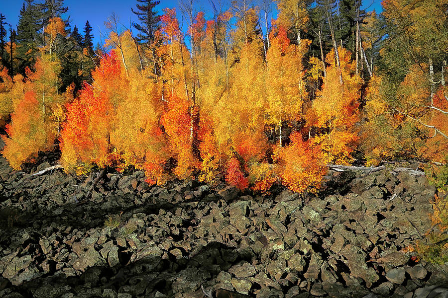 Aspens in Lava Flow Photograph by Donna Kennedy