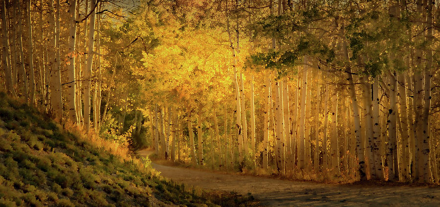 Aspens in the Fading Sunlight Photograph by Don Schwartz