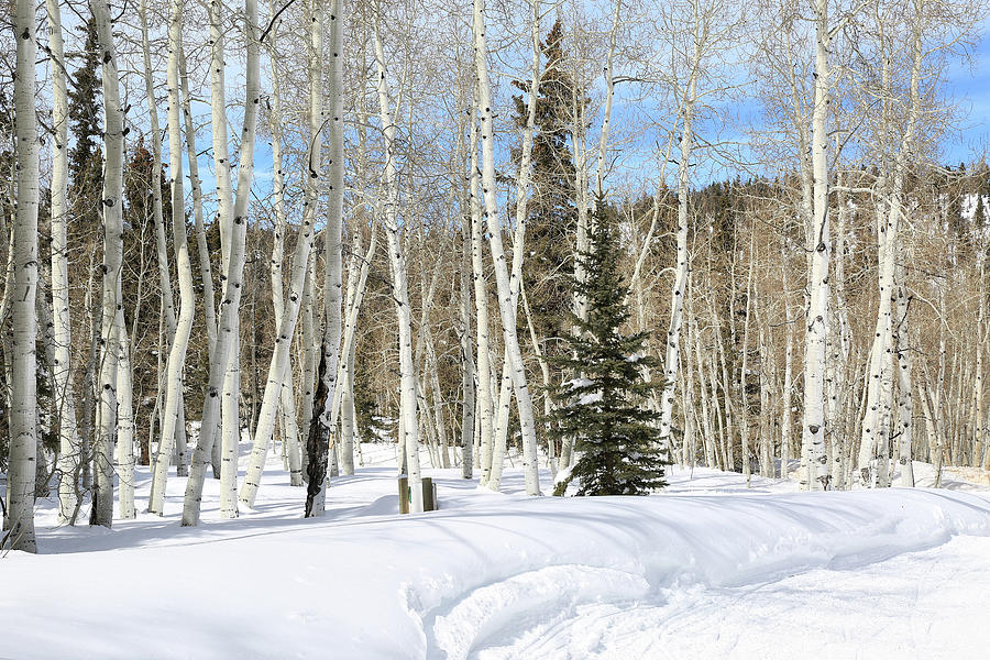 Aspens in the Snow Photograph by Donna Kennedy
