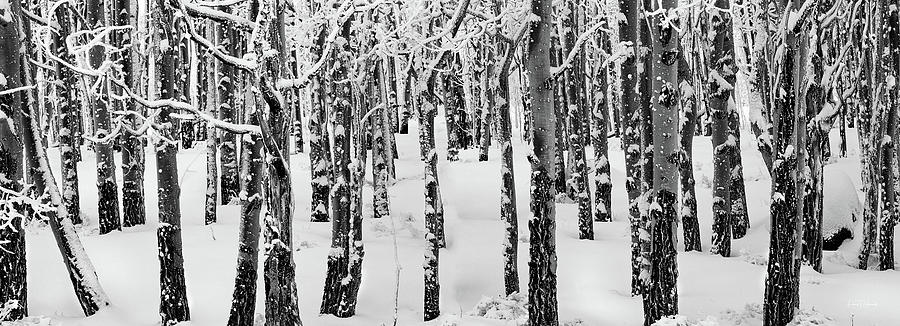 Aspens in Winter Photograph by Leland D Howard