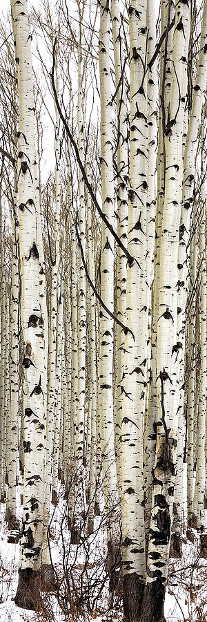 Aspens In Winter Vertical Panorama 2 - Colorado Photograph by Brian Harig