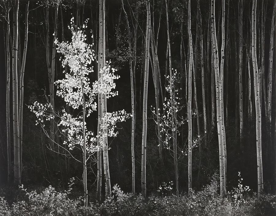 Mountain Digital Art - Aspens Northern New Mexico by Ansel Adams