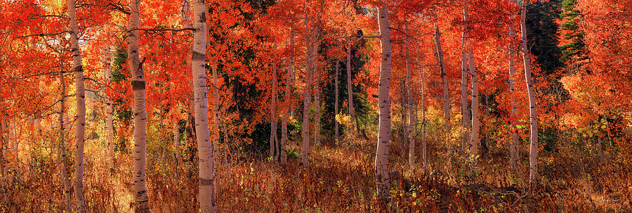 Aspens of Red and Yellow Photograph by Leland D Howard