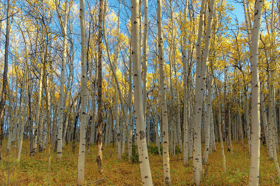 Aspens Photograph by Philip Rodgers