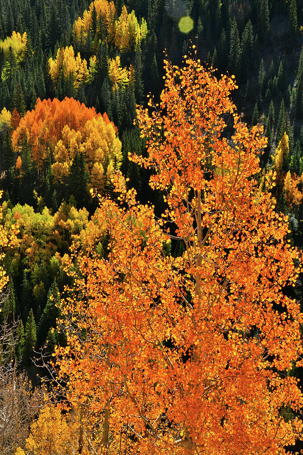 Aspens Stand Out on Hillside Photograph by Ray Mathis