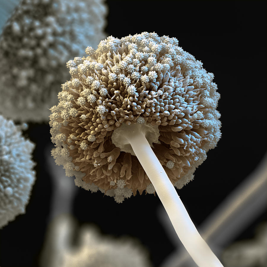 Aspergillus Niger Photograph by Oliver Meckes EYE OF SCIENCE