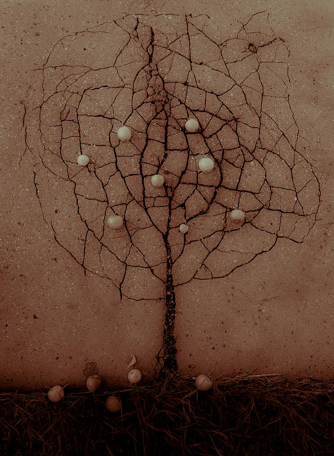 Asphalt Tree In The Autumn Photograph by Rasto Gallo