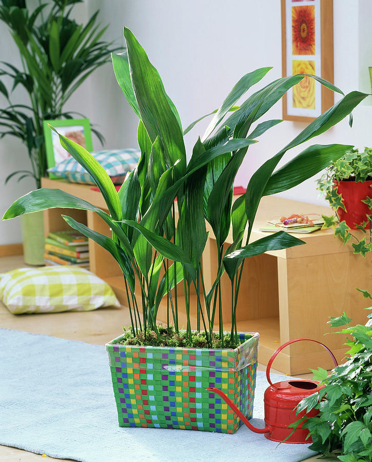 Aspidistra Elatior In Colorful Wicker Basket In The Living Room Photograph by Friedrich Strauss