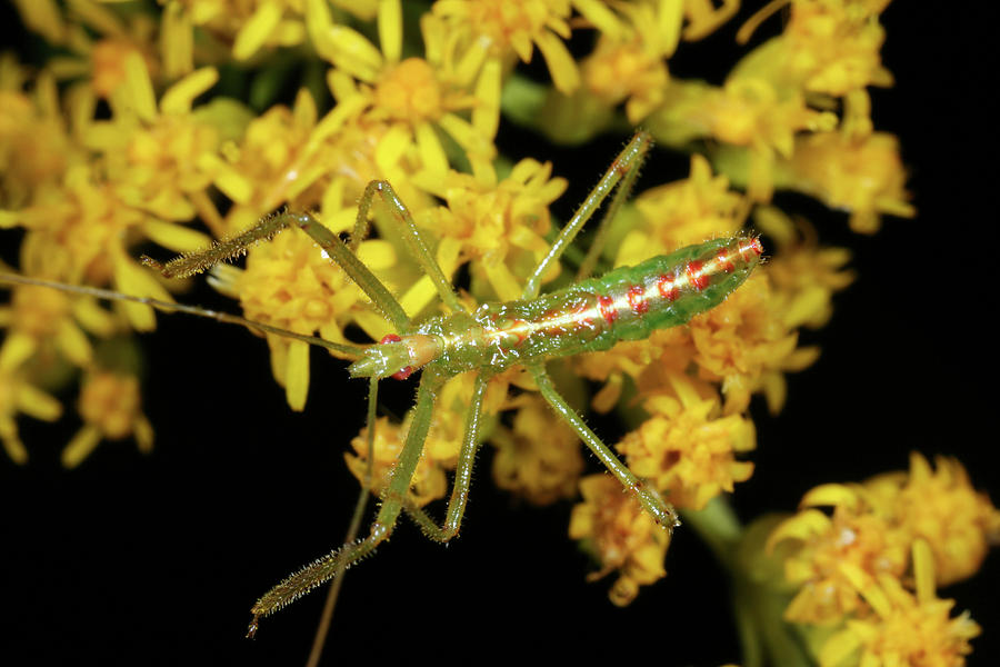 Assassin Bug 9210701 by Rick Veldman Assassin Bug 9210701 by Rick Veldman