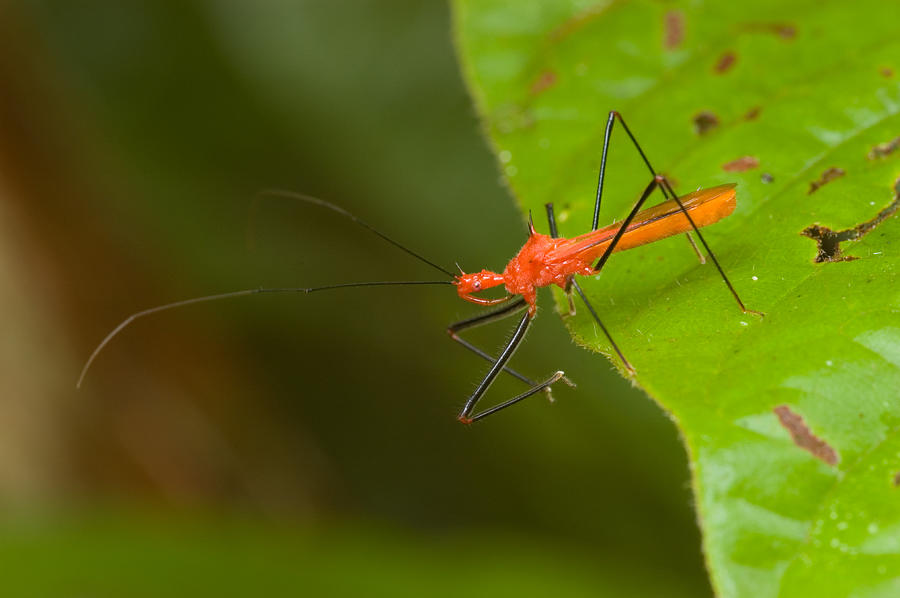 Assassin Bug Photograph by Michael Lustbader | Fine Art America