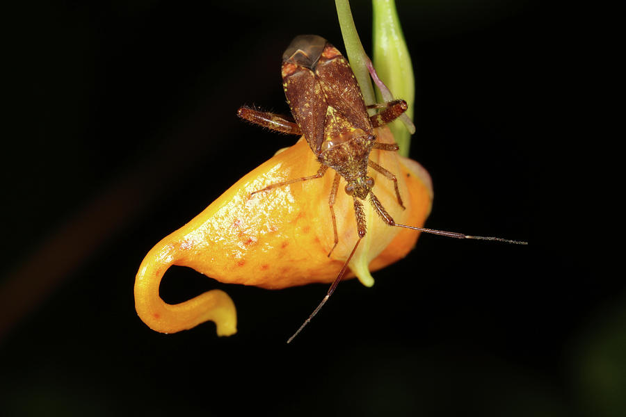 Assassin Bug by Rick Veldman Assassin Bug by Rick Veldman