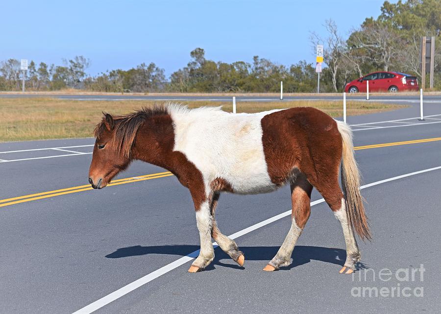 Assateague Hazard by Patti Whitten Assateague Hazard by Patti Whitten