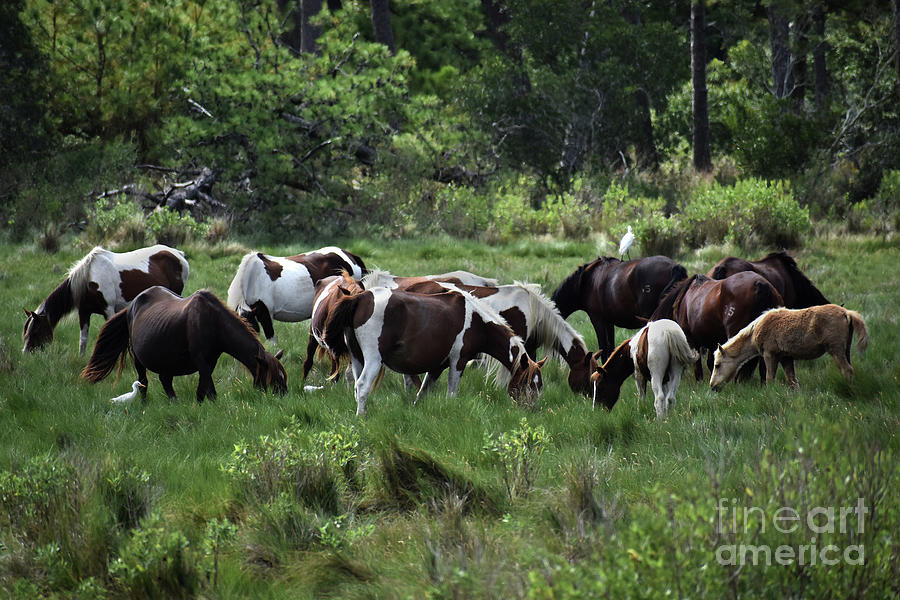 Assateague Island Herd Photograph by Skip Willits