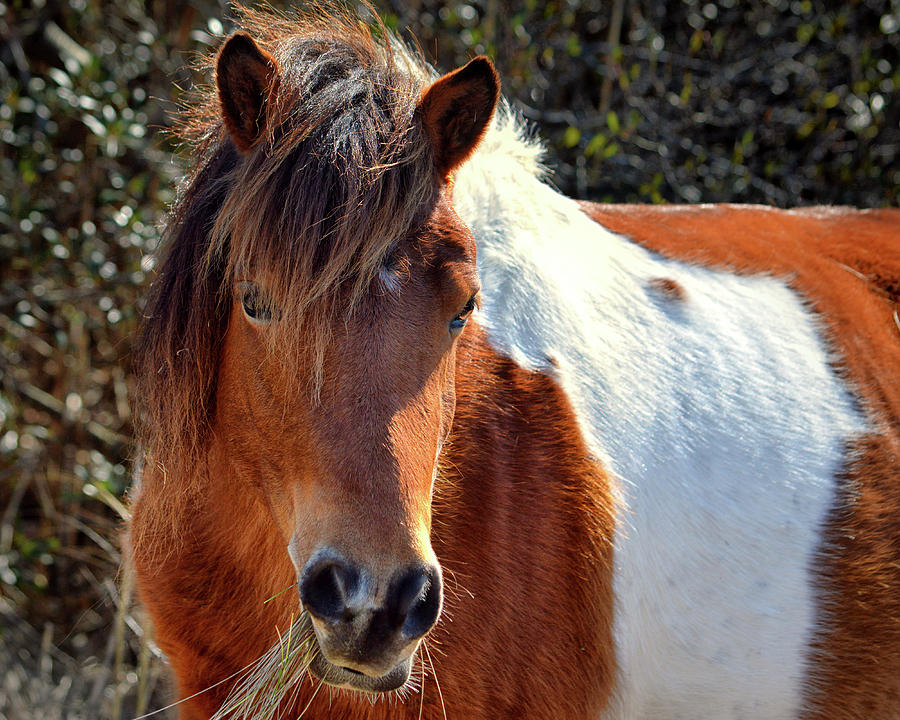Pinto Photograph - Assateague Pinto Mare Ms Macky by Bill Swartwout