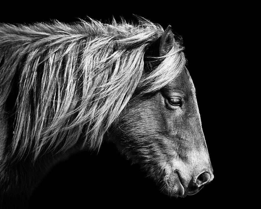 Assateague Pony Sarahs Sweet Tea B and W Photograph by Bill Swartwout