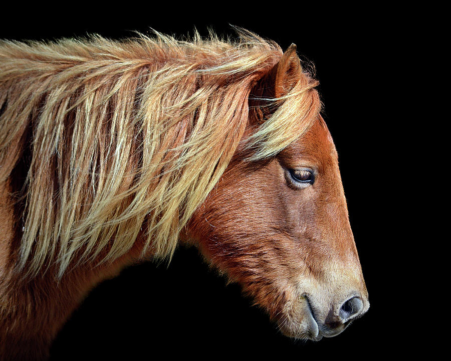 Assateague Pony Sarahs Sweet Tea Portrait on Black Photograph by Bill Swartwout