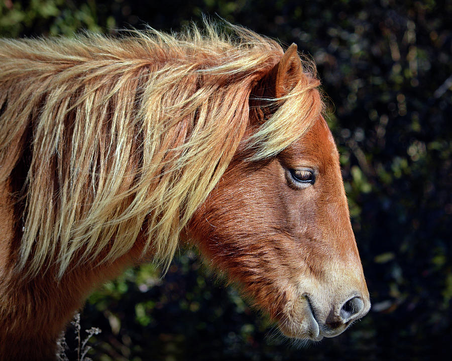 Assateague Pony Sarahs Sweet Tea Profile Photograph by Bill Swartwout