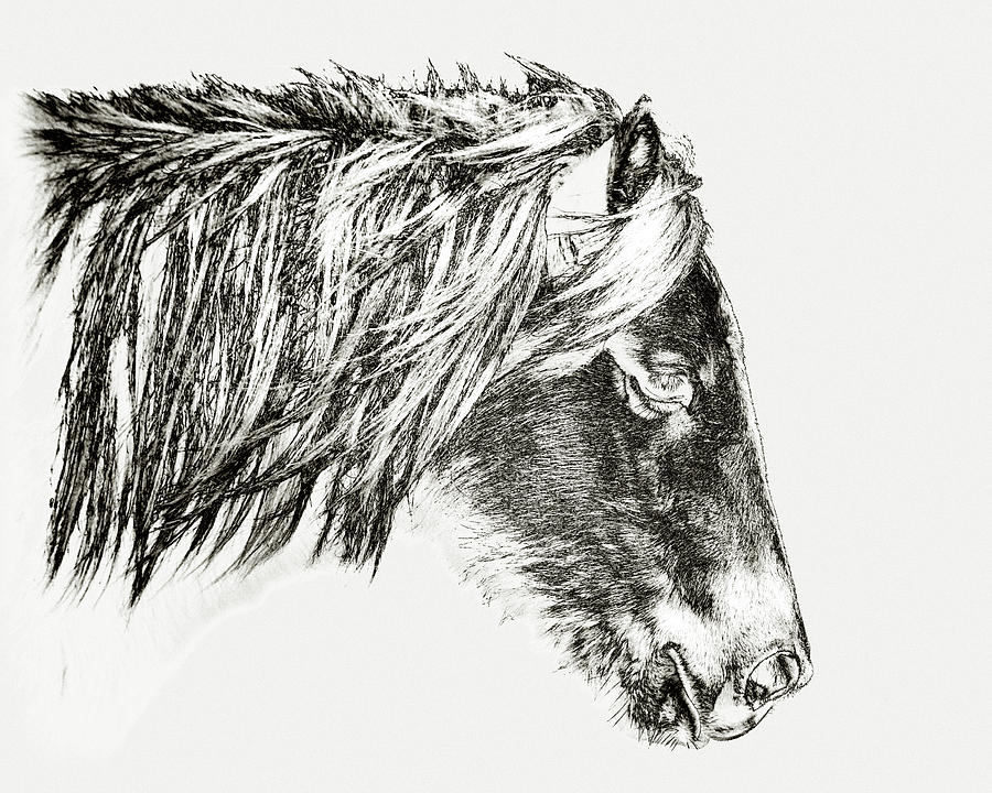 Assateague Pony Sarahs Sweet Tea Sketch Photograph by Bill Swartwout