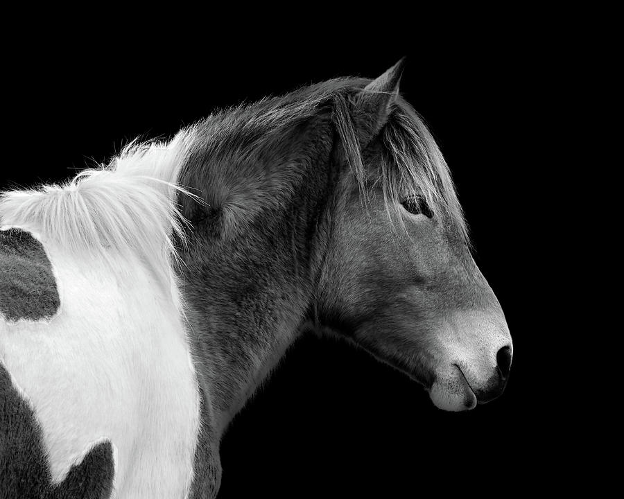 Assateague Pony Susi Sole Black and White Portrait Photograph by Bill Swartwout
