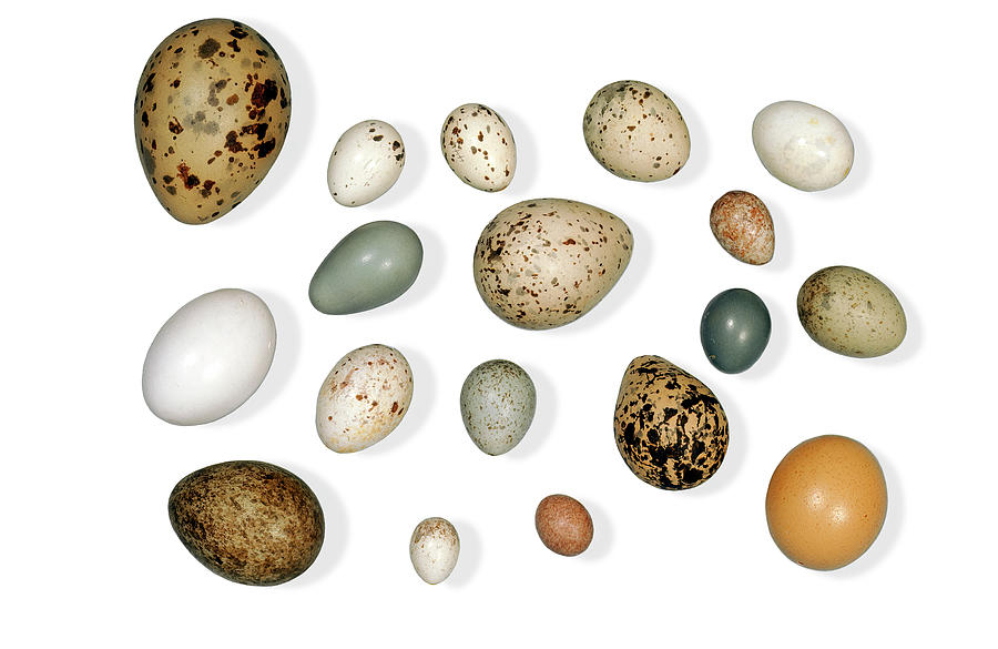 Assorted Bird Eggs Photograph by Phil DEGGINGER