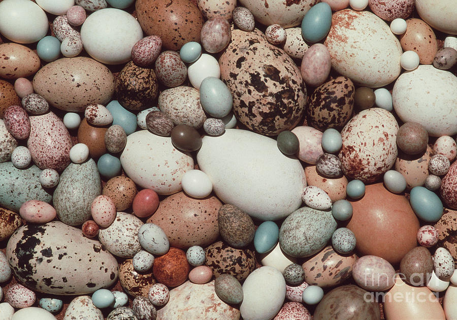 Assorted Birds Eggs Photograph by John Reader/science Photo Library
