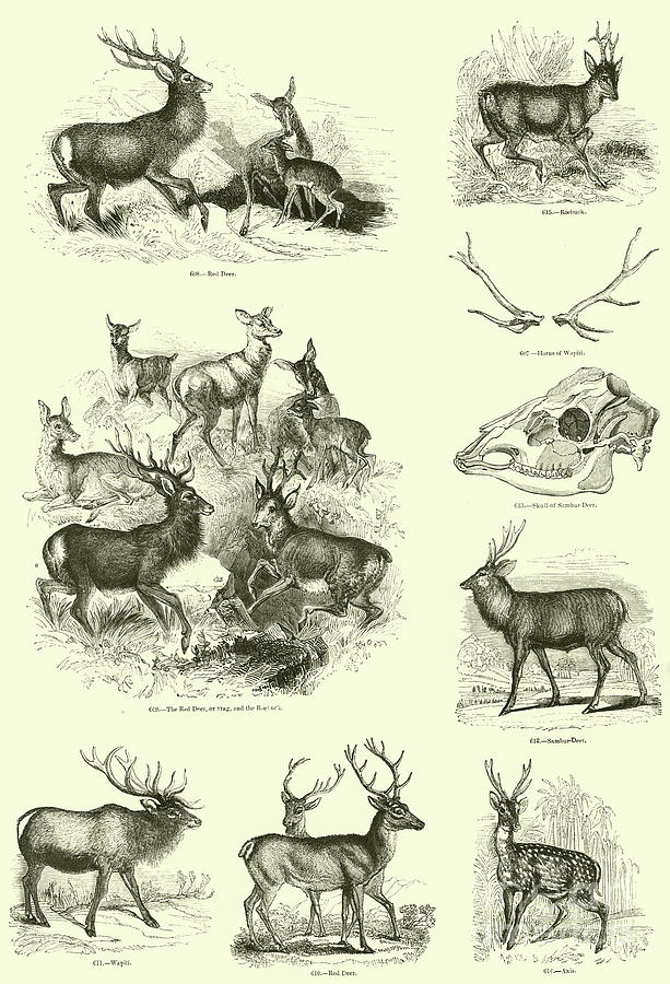 Assorted Deer Drawing by English School