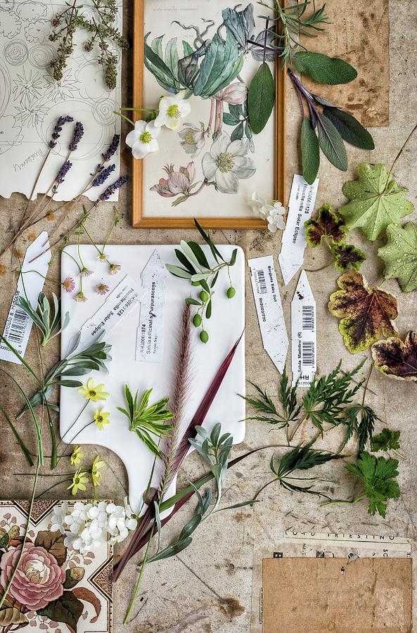 Assorted Fresh Garden Herbs, Flowers, Grasses And Olives seen From Above Photograph by Lucy Parissi