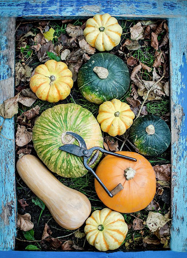 Assorted Gourds Photograph by Olimpia Davies