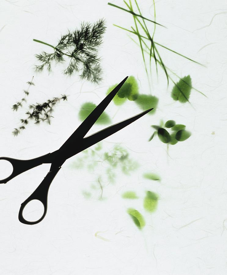 Assorted Herb Sprigs And Scissors Photograph by Michael Wissing