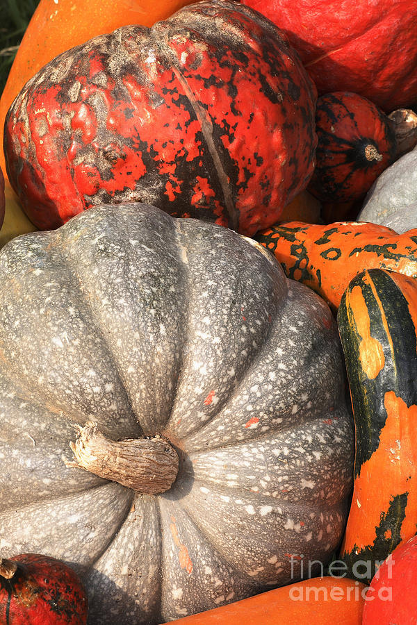 Assorted Pumpkins Photograph by European School